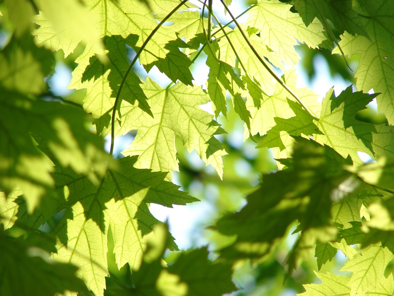 Discussing the Impact of Green Buildings in Urban Areas